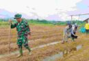 Tingkatkan Taraf Hidup Masyarakat Petani, Kasdim 0811 Tuban Tanam Bibit Jagung Di Wilayah Koramil 14 Kerek